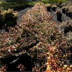 Kaleidoscope Glossy Abelia