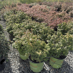 Kaleidoscope Glossy Abelia