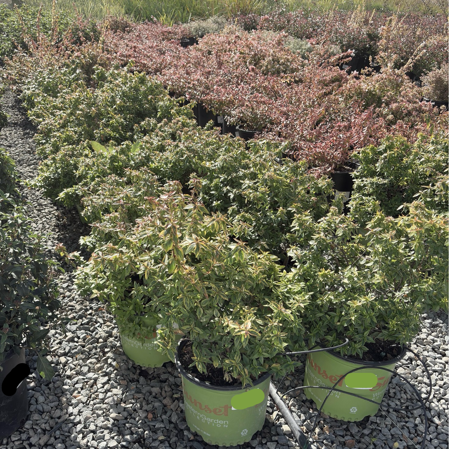 Kaleidoscope Glossy Abelia