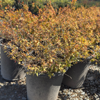 Kaleidoscope Glossy Abelia