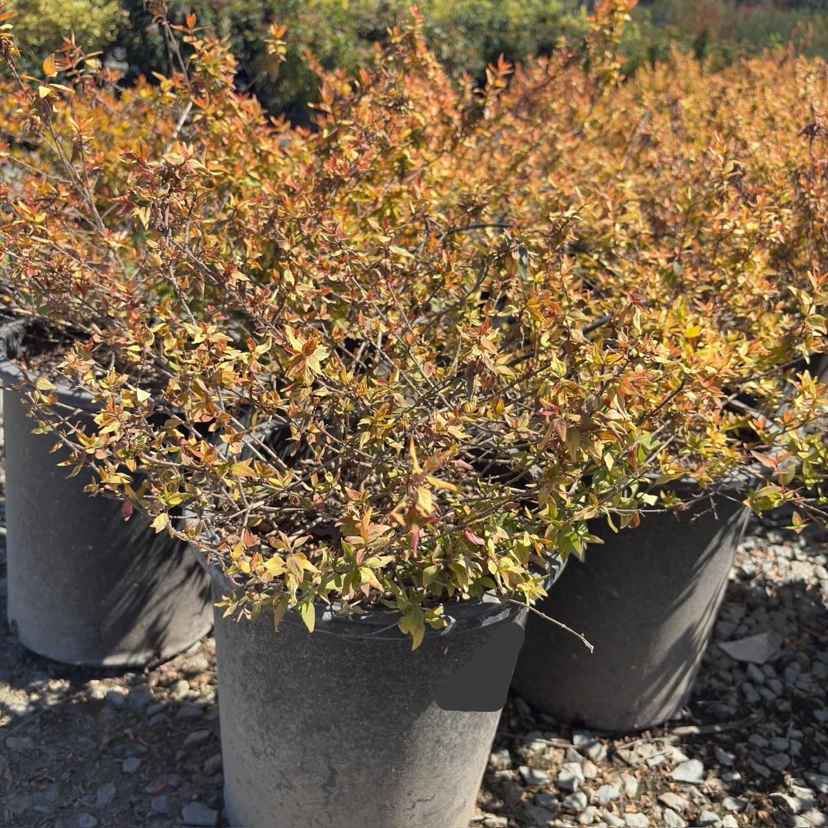Kaleidoscope Glossy Abelia