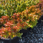 Kaleidoscope Glossy Abelia
