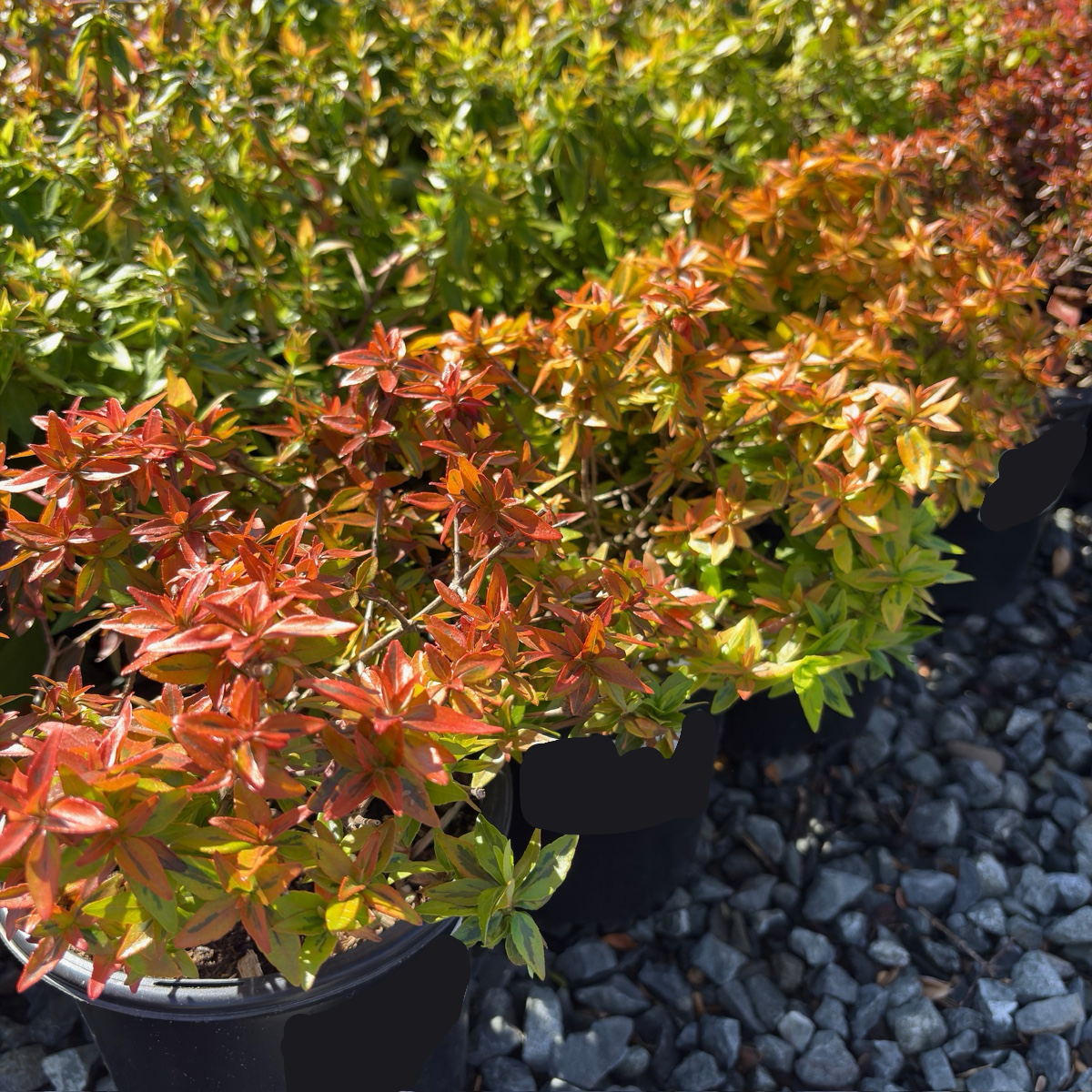 Kaleidoscope Glossy Abelia