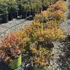 Kaleidoscope Glossy Abelia