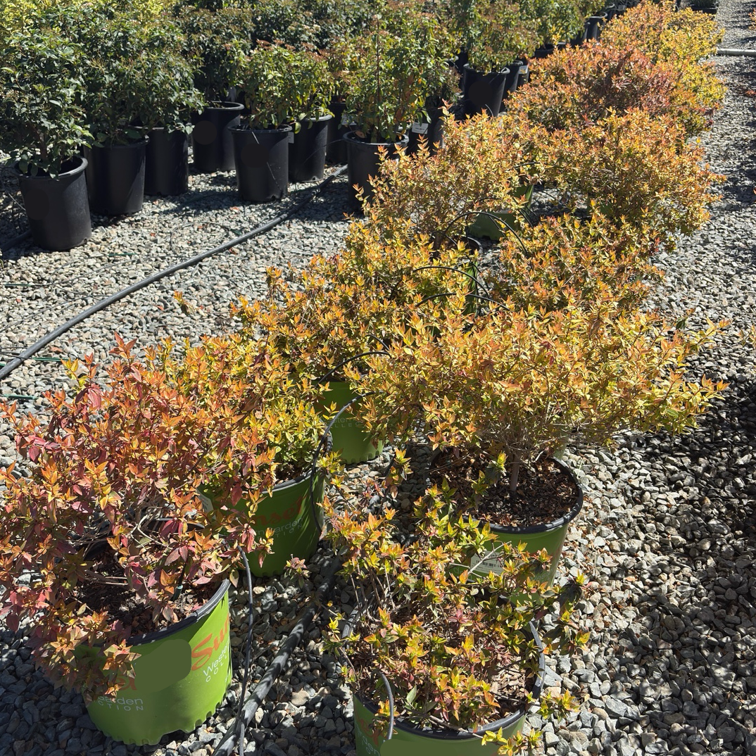 Kaleidoscope Glossy Abelia