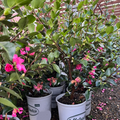 Kanjiro Camellia