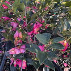 Kanjiro Camellia