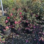 Kanjiro Camellia