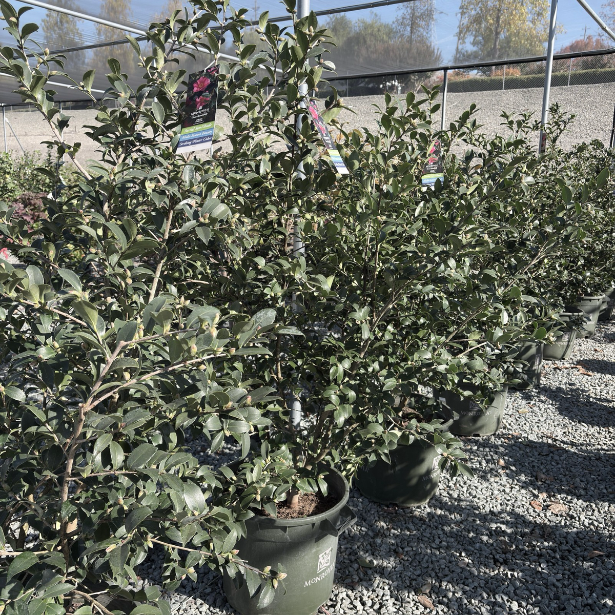 Kanjiro Camellia