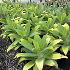 Kara's Stripes  Fox Tail Agave
