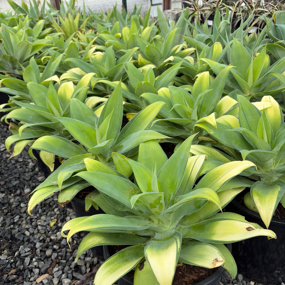 Kara's Stripes  Fox Tail Agave