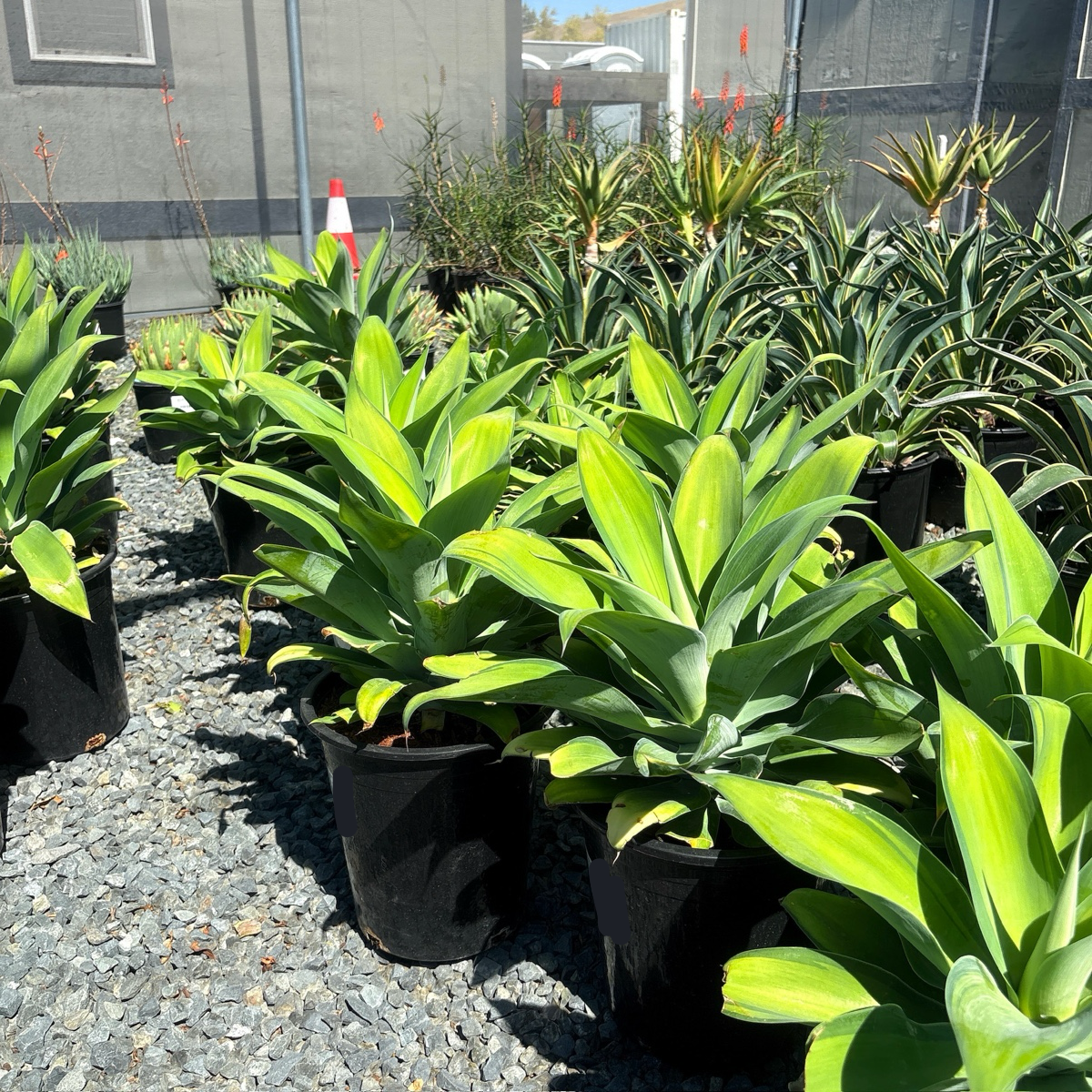 Kara's Stripes  Fox Tail Agave