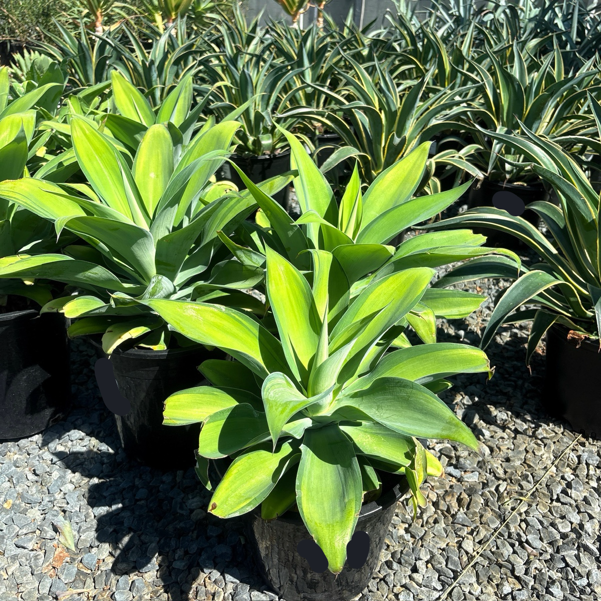 Kara's Stripes  Fox Tail Agave