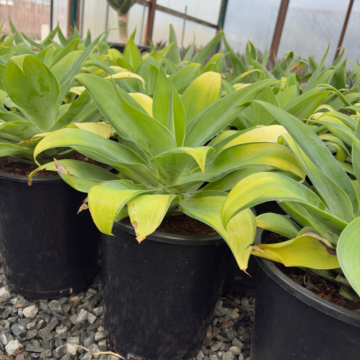 Kara's Stripes  Fox Tail Agave