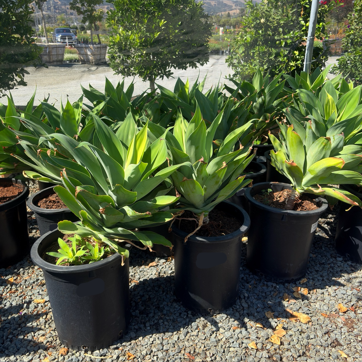 Kara's Stripes  Fox Tail Agave