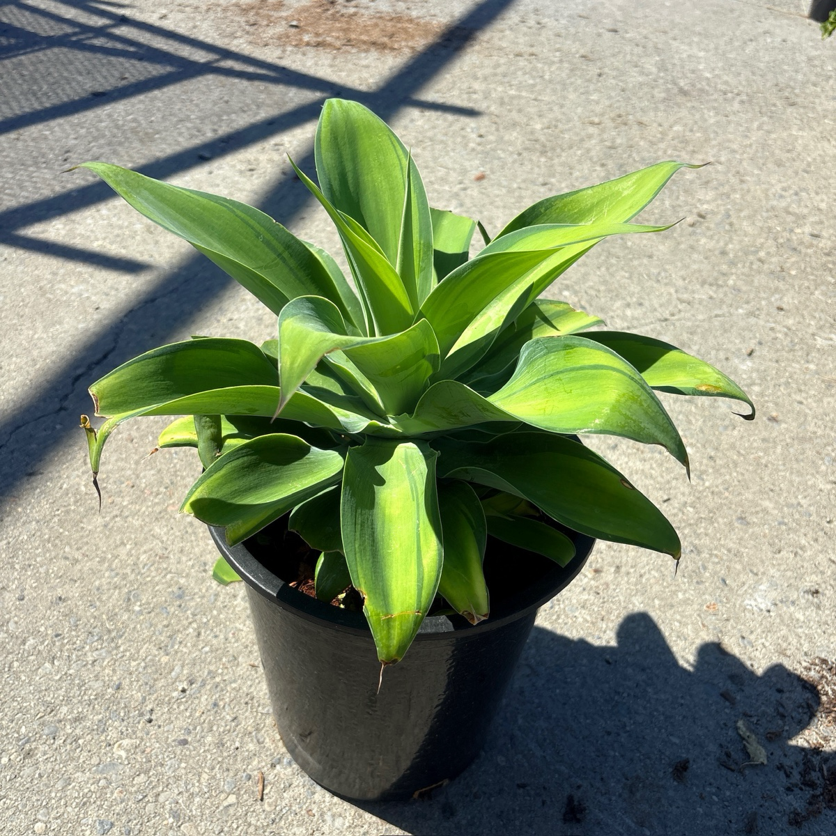 Kara's Stripes  Fox Tail Agave