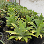 Kara's Stripes  Fox Tail Agave
