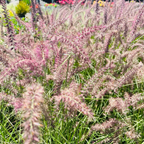 Pink Karley Rose Oriental Fountain Grass swaying in a garden setting with blurred background