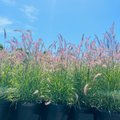 Tall Karley Rose Oriental Fountain Grass with pink flowers against a clear blue sky