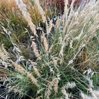 Tall Karley Rose Oriental Fountain Grass with seed heads in a natural setting
