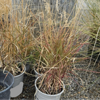 Potted Karley Rose Oriental Fountain Grass in front of a concrete wall