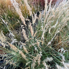 Tall Karley Rose Oriental Fountain Grass with seed heads in a natural setting
