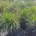 Karley Rose Oriental Fountain Grass