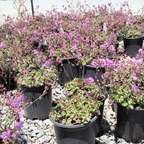 Karmina Cranesbill