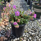 Karmina Cranesbill