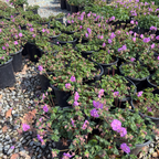 Karmina Cranesbill