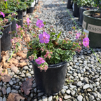 Karmina Cranesbill