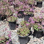 Karmina Cranesbill