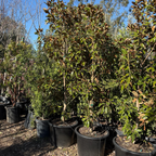 Kay Parris Southern magnolia