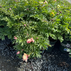 Keiko Itoh Peony