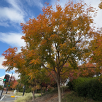 Keith Davey Chinese Pistache Tree with autumn foliage on a street corner with traffic lights and blue sky.