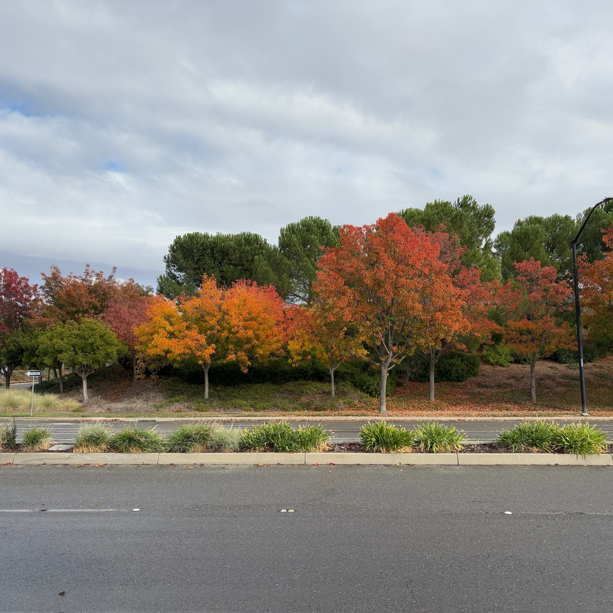 Keith Davey Chinese Pistache trees with colorful leaves along a road under a cloudy sky.
