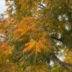Keith Davey Chinese Pistache Tree with autumn foliage showing orange and green leaves.