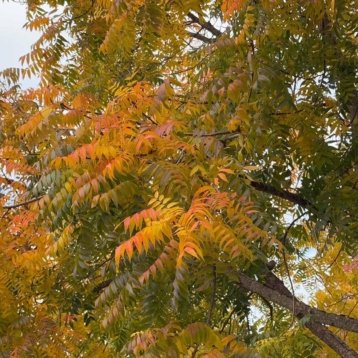 Keith Davey Chinese Pistache Tree with autumn foliage showing orange and green leaves.