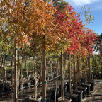 Keith Davey Chinese Pistache Tree