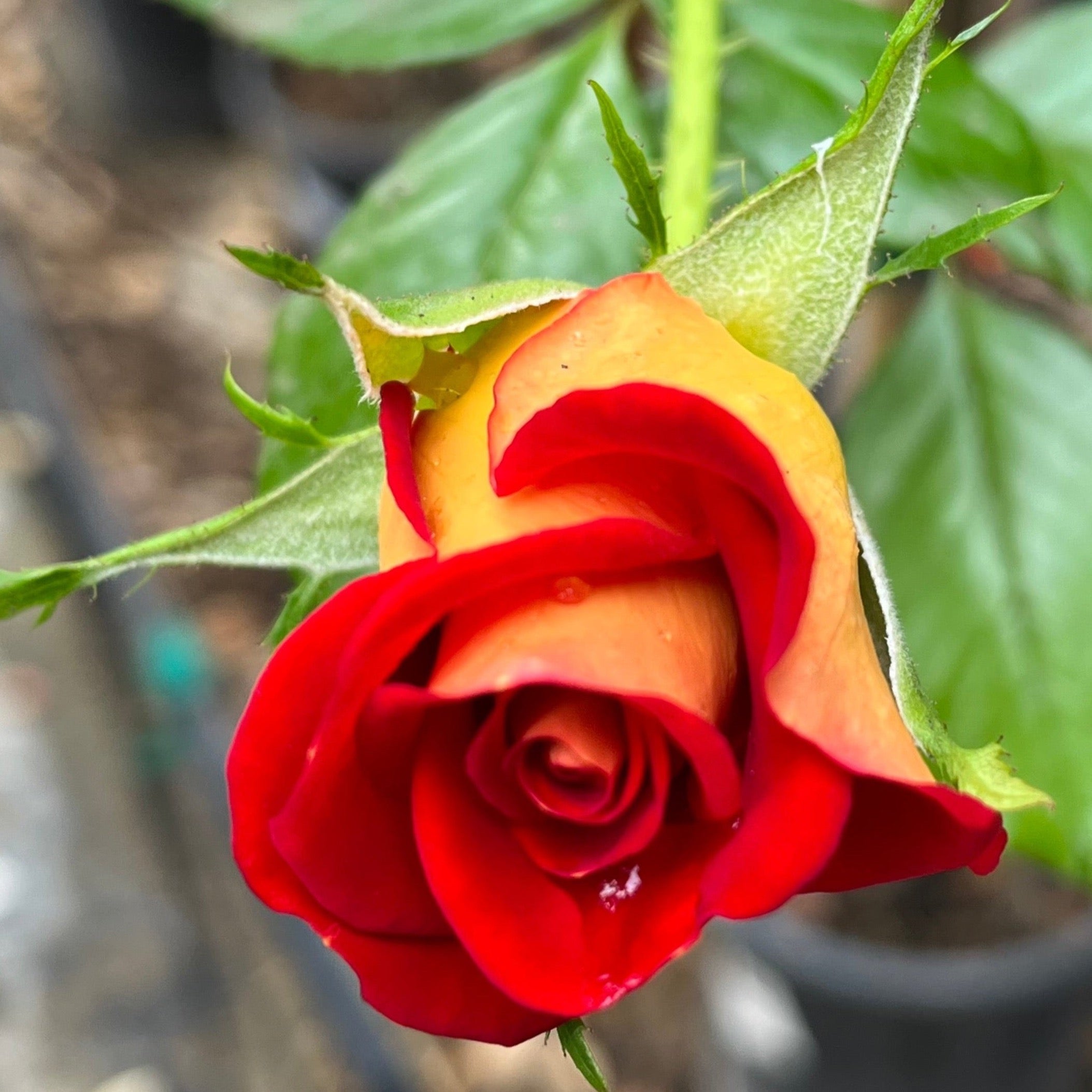 Ketchup & Mustard™ Floribunda Rose