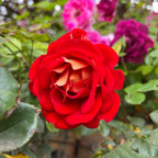 Ketchup & Mustard™ Floribunda Rose