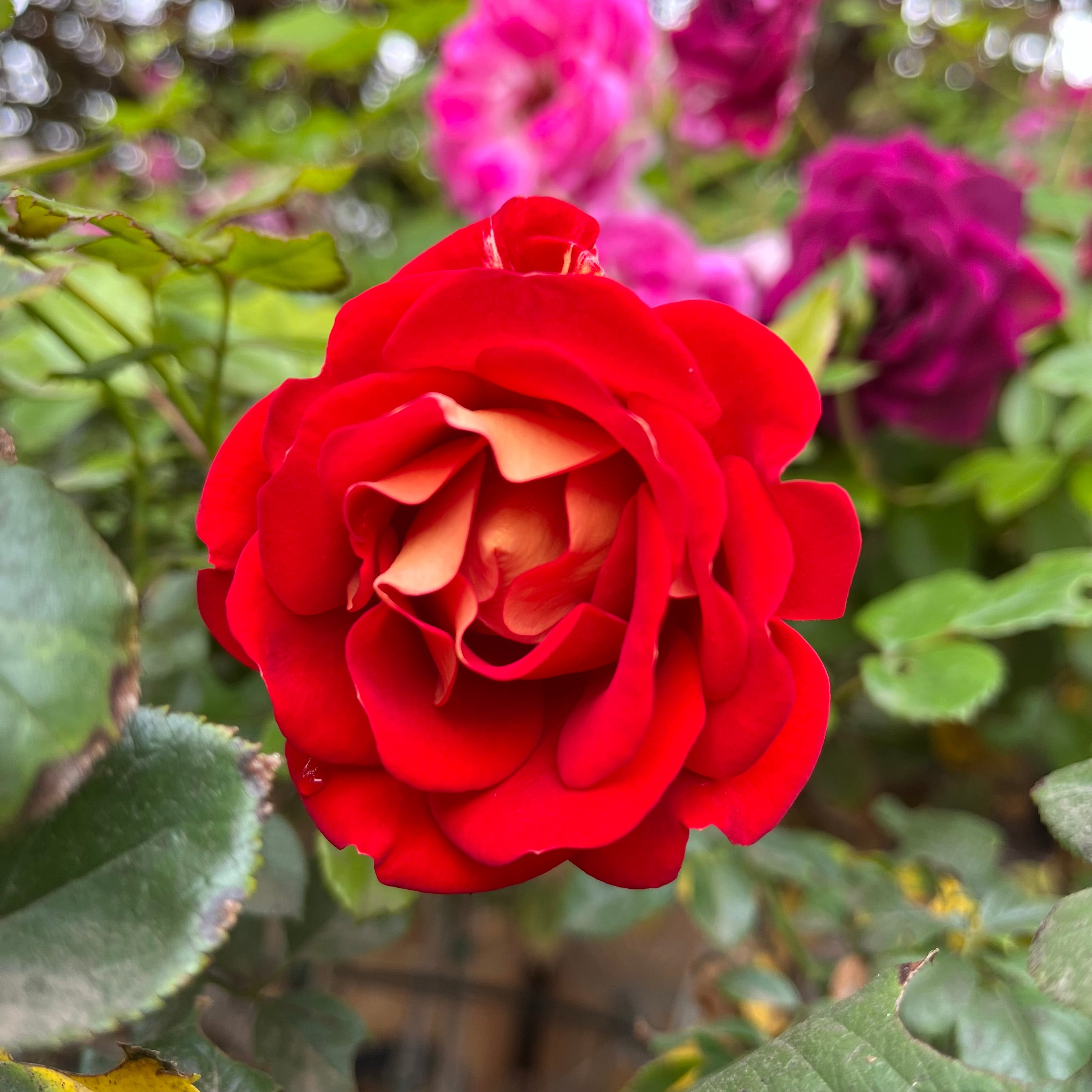 Ketchup & Mustard™ Floribunda Rose