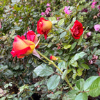 Ketchup & Mustard™ Floribunda Rose