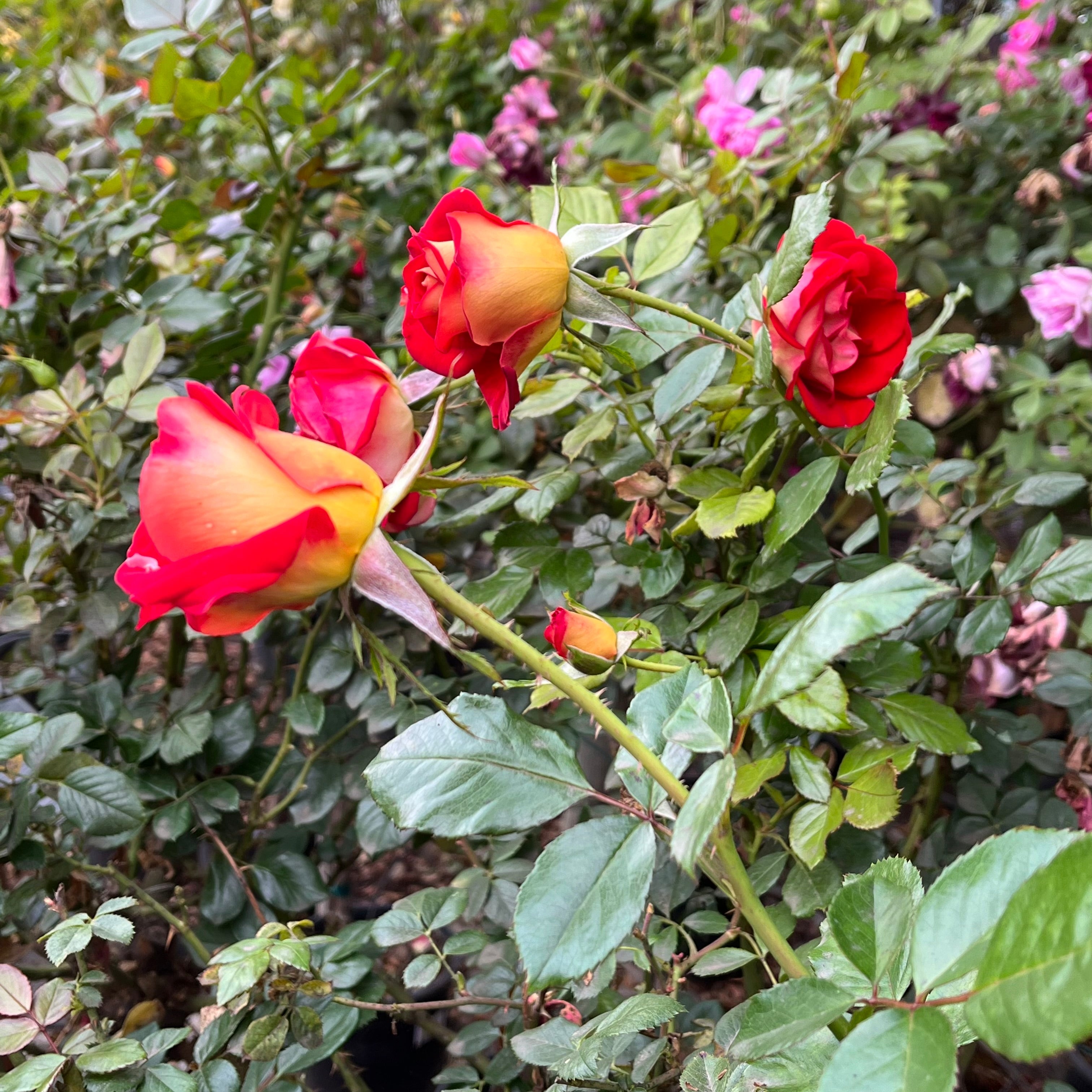 Ketchup & Mustard™ Floribunda Rose