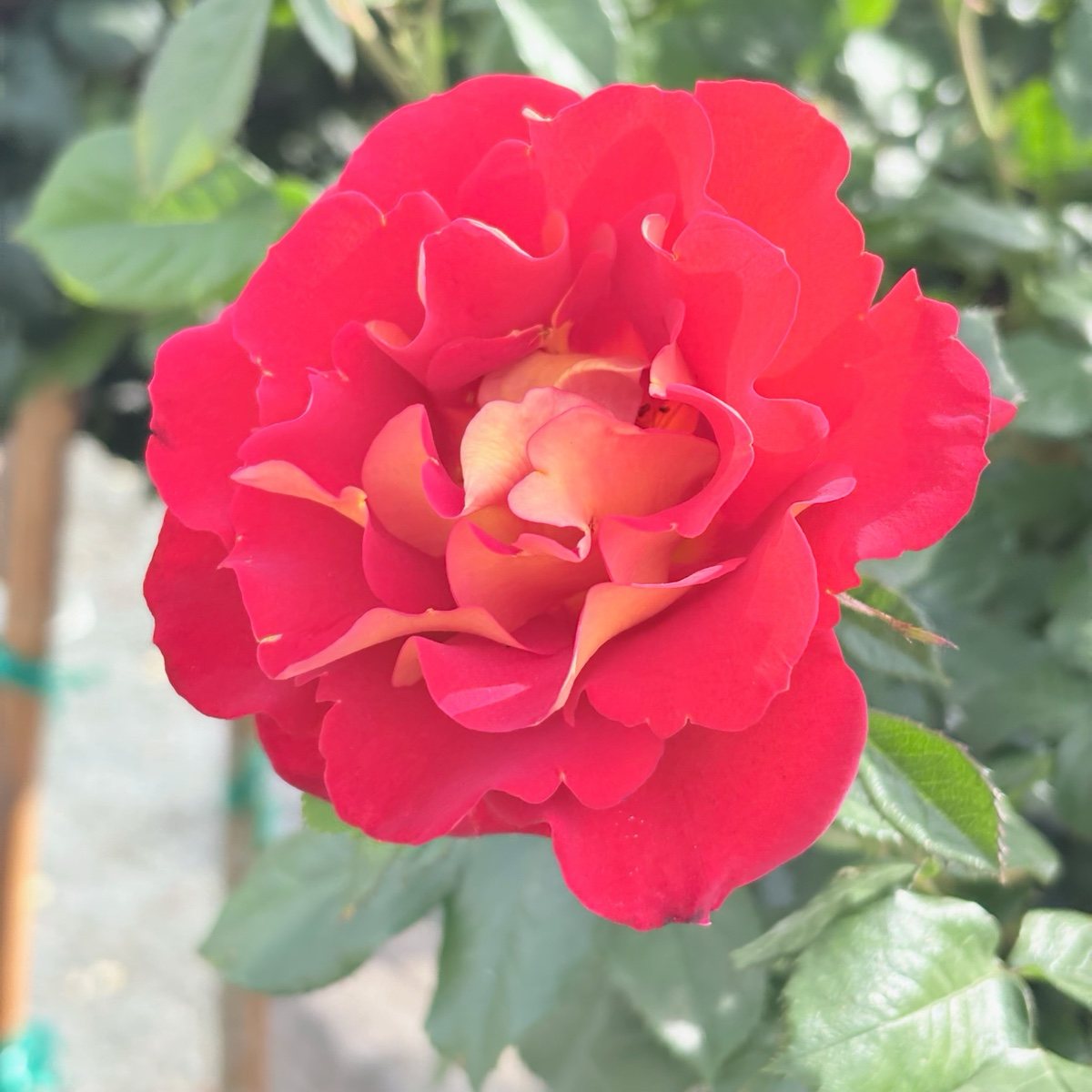 Ketchup & Mustard™ Floribunda Rose