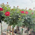Ketchup & Mustard™ Floribunda Rose