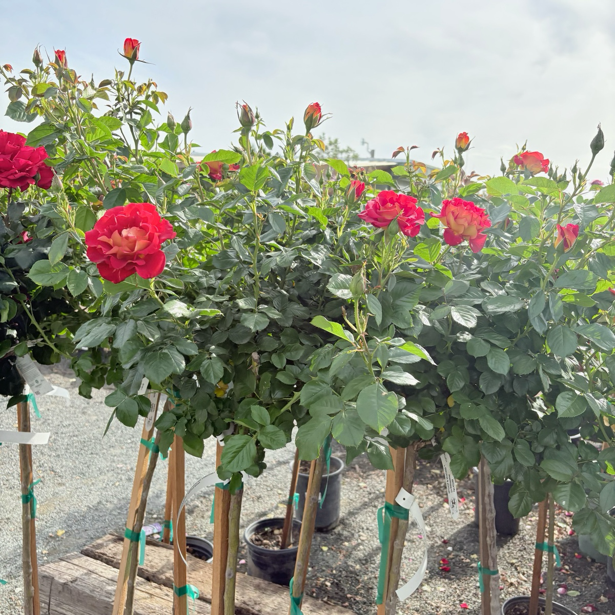 Ketchup & Mustard™ Floribunda Rose