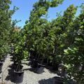 Kindred Spirit® Hybrid Oak