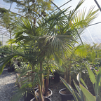 King Palm