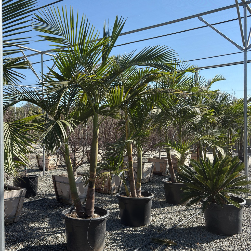 King Palm